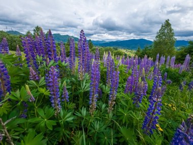 Alplerin dağlarında güzel bir manzara