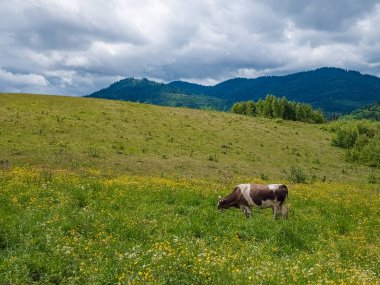 Çayırda otlayan inek