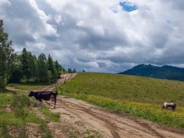 İnekler tarlada otluyor.