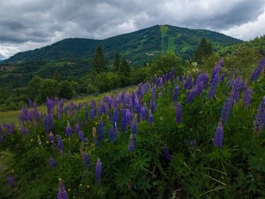 Dağlarda çiçek tarlaları olan güzel bir manzara.