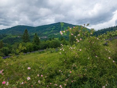 Ormanın arka planında güzel çiçekler