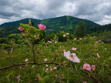 Yazın tepede açan pembe çiçekler