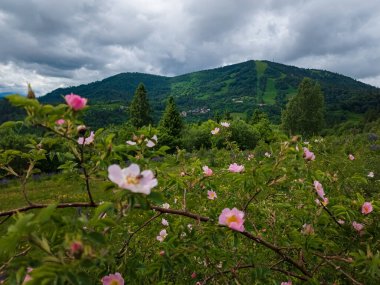 Dağlarda güzel çiçekler
