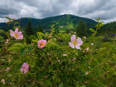 Bahçedeki güzel pembe çiçekler