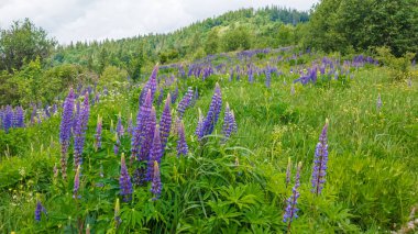Sibirya, Sibirya, Rusya 'daki yaz dağlarında güzel kır çiçekleri