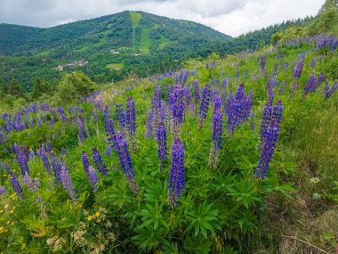 Güzel yaz çiçekleri ve dağlarda yeşil çimenler