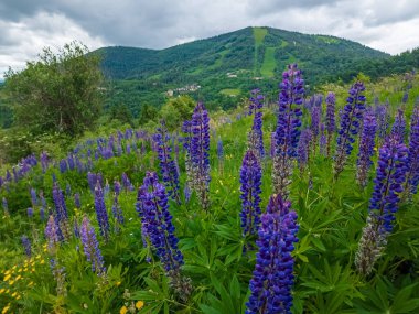 Dağlarda güzel çiçekler