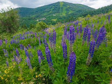 dağ manzarası içinde Karpatlar, Ukrayna