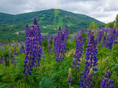 Karpat Dağları 'nın dağlarında lupin. yaz.