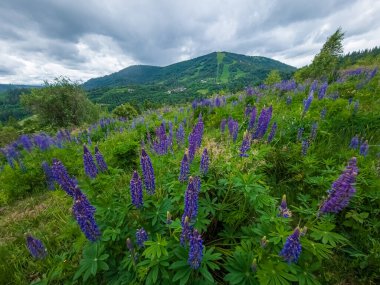Dağlarda güzel çiçekler