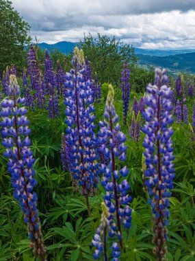 Dağdaki lupin çiçekleri. Güzel manzara. Lupin, Rusya, Lupin