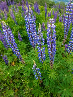 Tarladaki güzel çiçekler