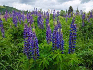 Lupin çiçekleri ve lupin arka planda