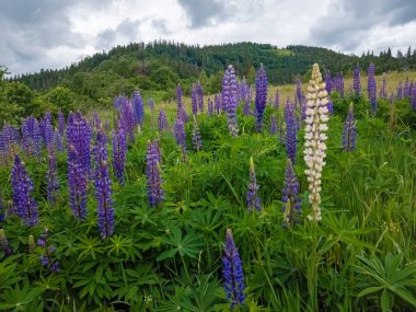 yaz çayırında mor lupinler