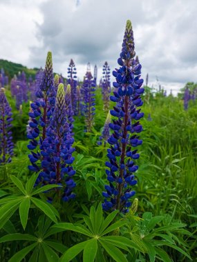 Lupin çiçeği ve çam kozalağı, yazın lupin ormanı.