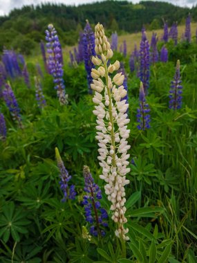 Güzel mor lupinler.