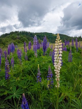 Dağdaki tarlada güzel çiçekler