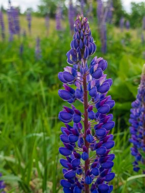 Güzel mor lupin çiçekleri