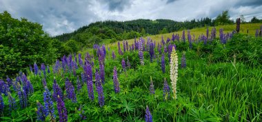 Bahçedeki güzel çiçekler