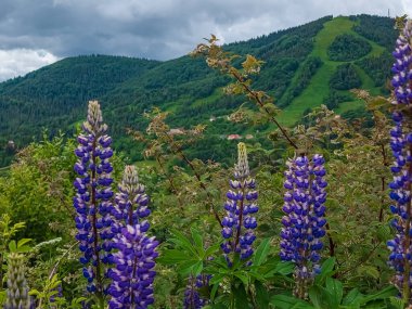 Bir dağ vadisinde açan mor lupin çiçekleri
