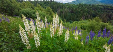 Dağlarda güzel çiçekler