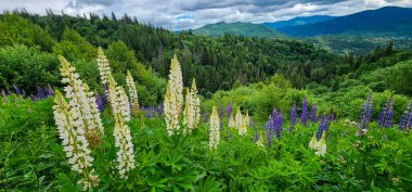 Karpat dağlarında yaz manzarası