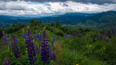 Güzel manzara. doğa arkaplanı