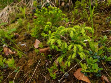 yeşil yosun doğada bir ağaçta
