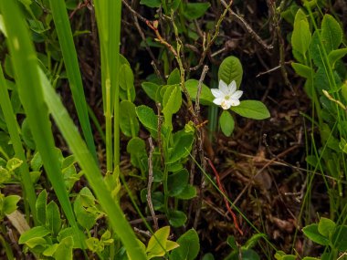 Ormandaki güzel beyaz çiçek