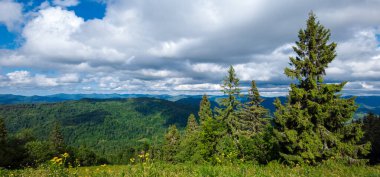 Güzel dağ ormanı manzarası