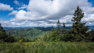 Karpatlar 'da güzel bir yaz manzarası.