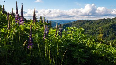 Dağlardaki güzel dağ manzarası