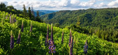 Dağlarda çiçekler olan güzel bir manzara.
