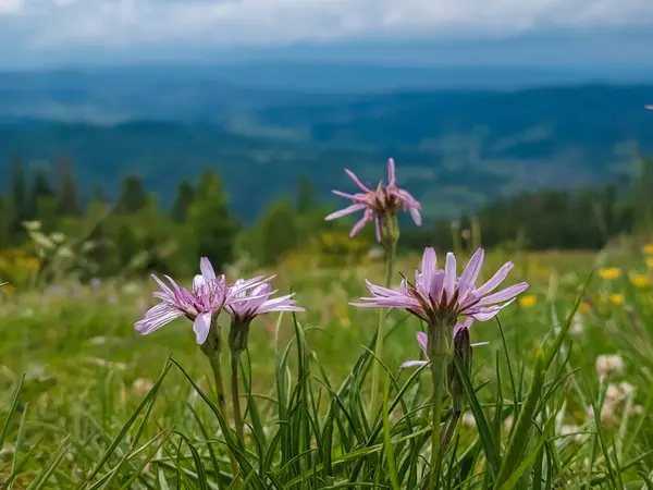 stock image flowers in the mountains.