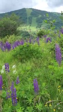 Dağları ve mavi gökyüzü olan güzel bir manzara.