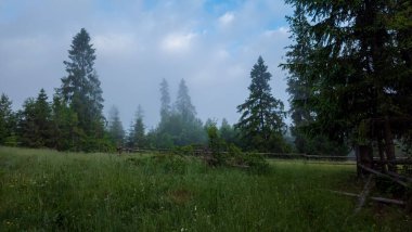 Sabah ormanda sis var.