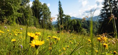 Dağlarda güzel sarı çiçekler yeşil çimenler ve mavi gökyüzü üzerinde