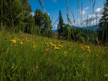 Çiçeklerle dolu bir tarlası ve güzel dağ zirveleri olan yaz manzarası.