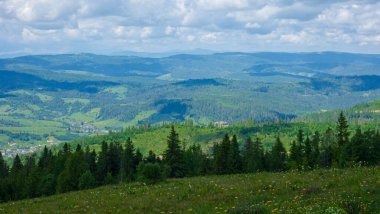 Karpatlar. Dağlarda yeşil tepeler olan yaz manzarası