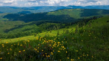 Karpat Dağlarının yaz manzarası