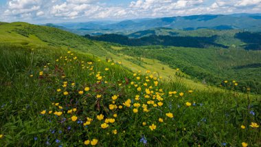 Yazın güneşli bir günde yeşil çimlerle, çiçeklerle ve tepelerle kaplı Karpat Dağları.
