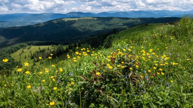 Karpat Dağları'nın yaz manzara