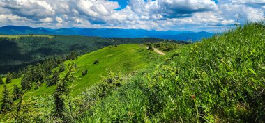 güzel yaz peyzaj Karpat Dağları.