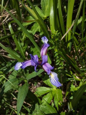 Bahçedeki güzel çiçekler