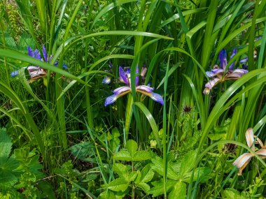 Bahçedeki güzel mor çiçekler