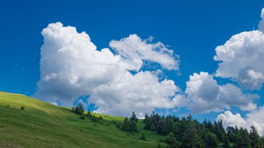 Yeşil çimenli yaz manzarası