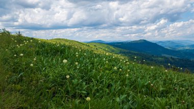 Yeşil çayır ve dağlı yaz manzarası