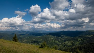 Yeşil çimenler ve ağaçlarla kaplı yaz manzarası