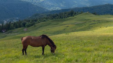 Sabahları dağlarda güzel bir at. yüksek kaliteli fotoğraf