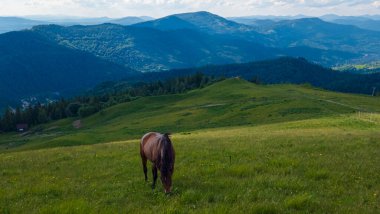 Dağdaki bir çayırda at otluyor.